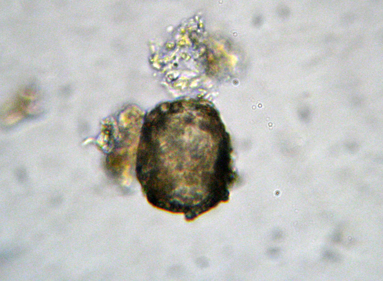 Microscopia (quasi) 